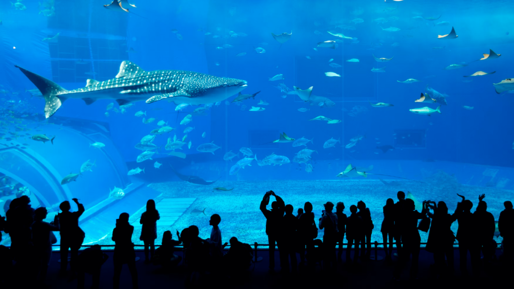 dubai aquarium underwater zoo at the dubai mall