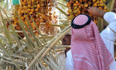 al madinah heritage company to boost production of ajwa dates