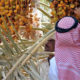 al madinah heritage company to boost production of ajwa dates