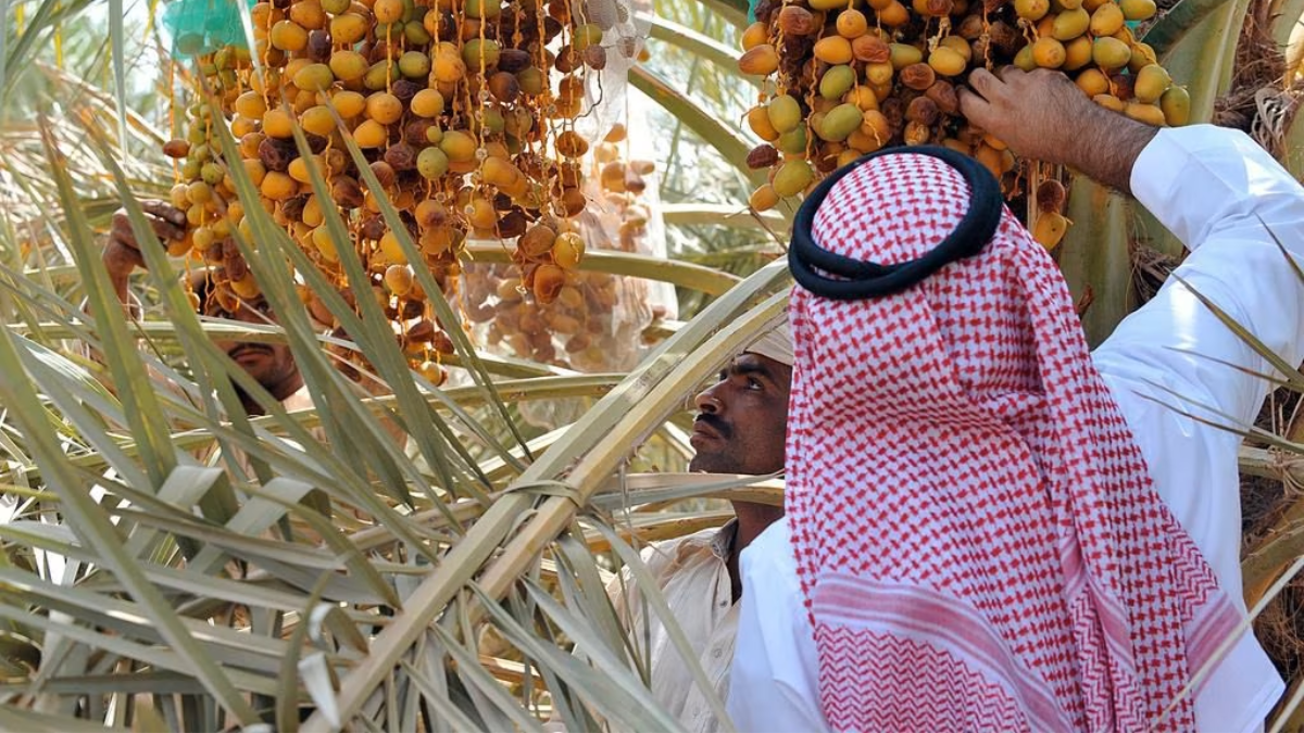 al madinah heritage company to boost production of ajwa dates