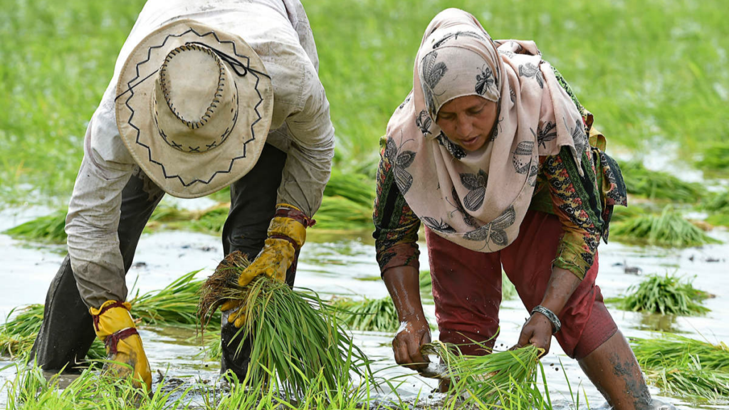 UAE Ministry of Economy confirms ban on export and re-export of rice