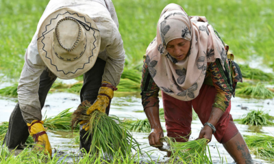 uae ministry of economy confirms ban on export and re export of rice