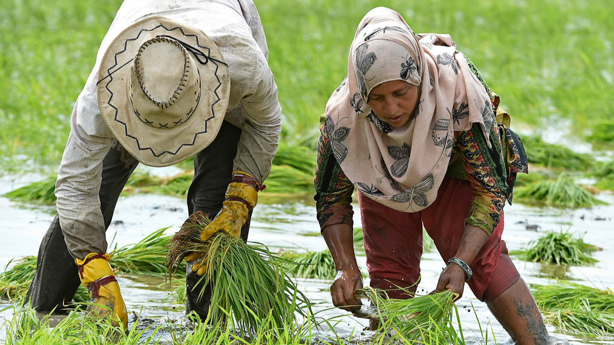 uae ministry of economy confirms ban on export and re export of rice