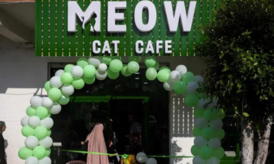 meow cat cafe adorable cats companion offers joy in war scarred gaza