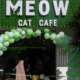 meow cat cafe adorable cats companion offers joy in war scarred gaza