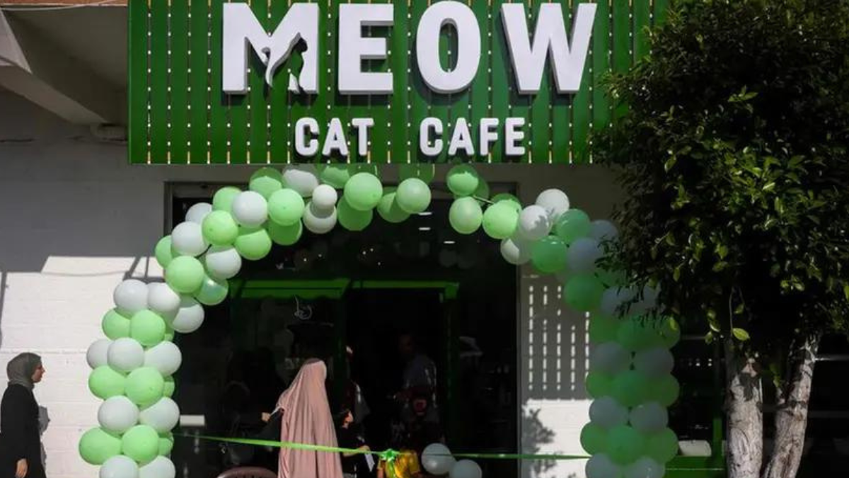 meow cat cafe adorable cats companion offers joy in war scarred gaza