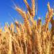oman to hike wheat production under food security agreements