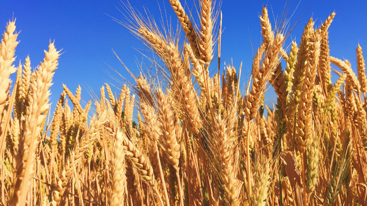 oman to hike wheat production under food security agreements