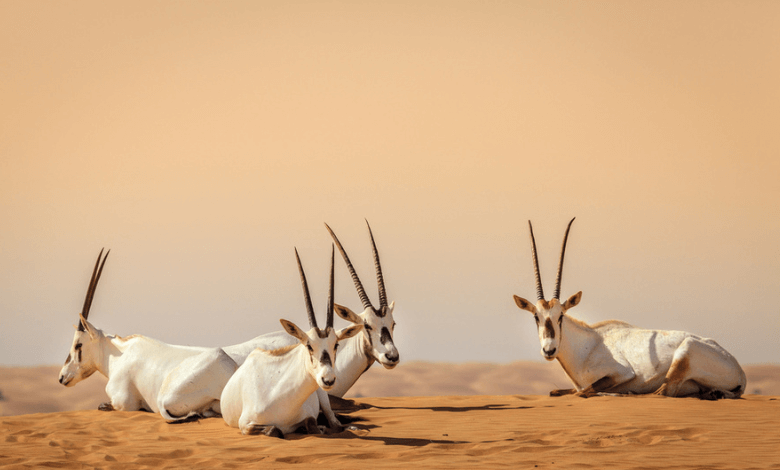 uruq bani ma’arid reserve saudi arabia gets its first unesco natural site