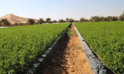 uae sustainable agriculture