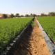 uae sustainable agriculture