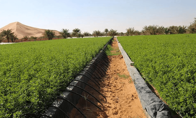 uae sustainable agriculture