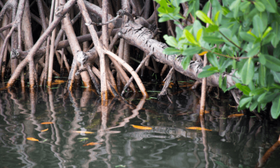 Mangrove Plantation: Understanding UAE's contagious enthusiasm for environment