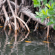 Mangrove Plantation: Understanding UAE's contagious enthusiasm for environment