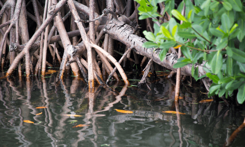 Mangrove Plantation: Understanding UAE's contagious enthusiasm for environment