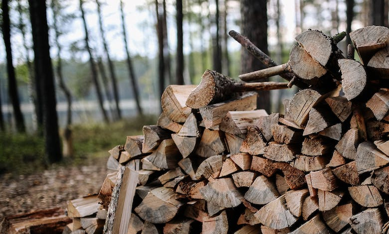 Saudi environmental centre raises alarm over logging and its impacts on nature