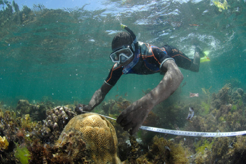 UAE Team Secures $1 Million Funding Boost For Major Marine Project On Corals