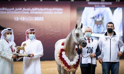 Horse show 2024: Qatar completes preparation for Doha International Arabian Horse Show