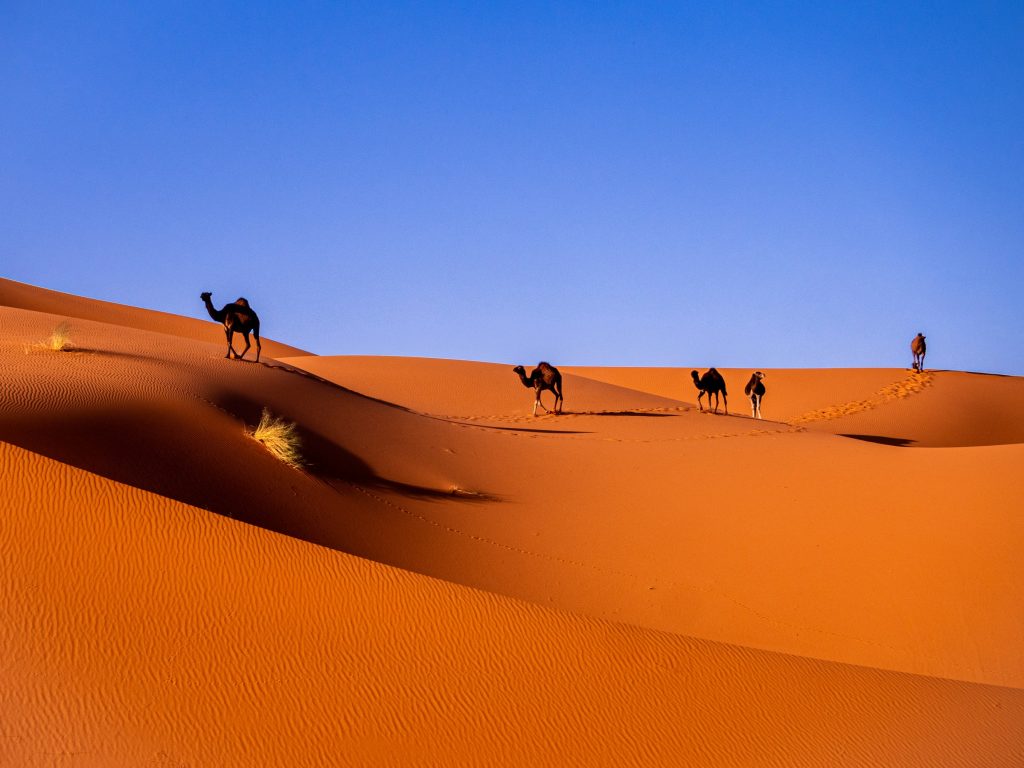 explore the desert in luxury