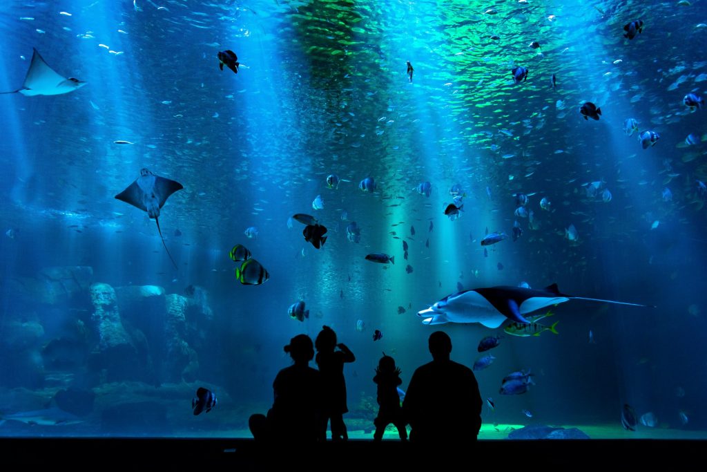 have fun at dubai aquarium underwater zoo