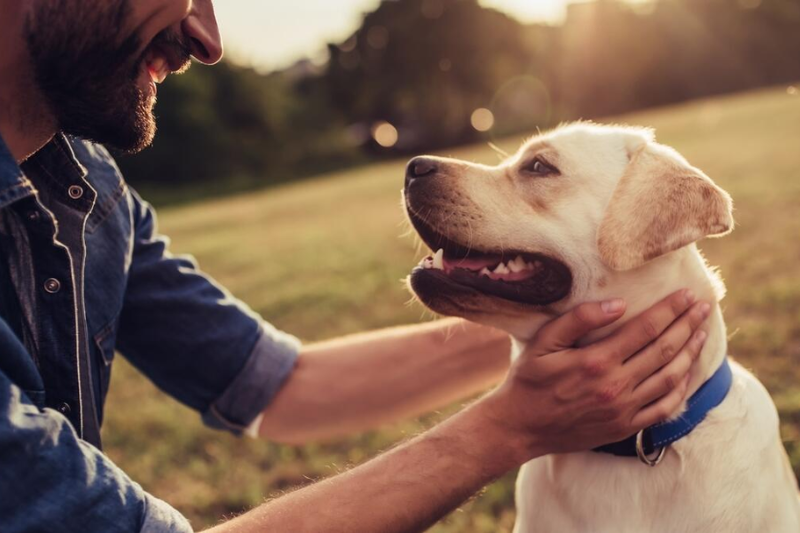 Abu Dhabi Pet Registration System Process Explained