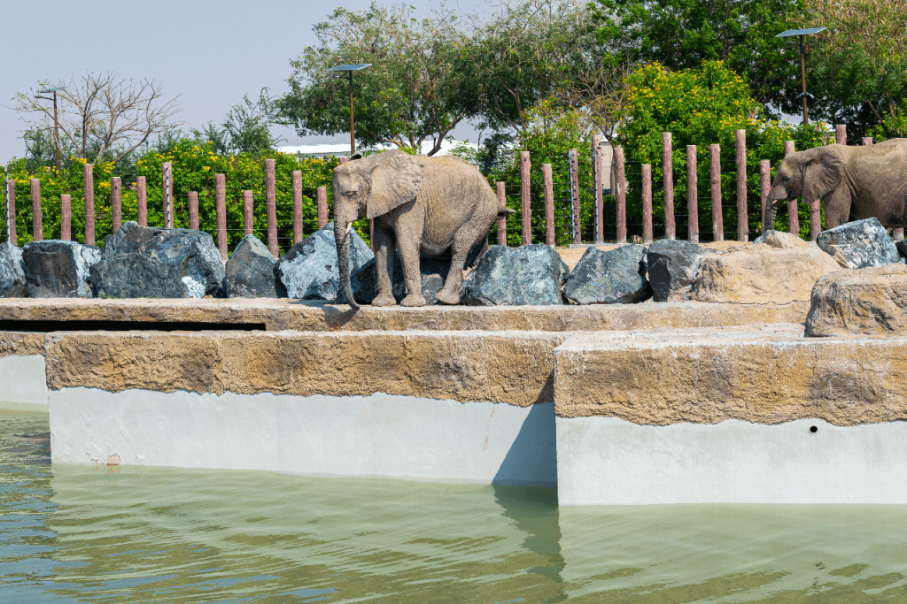 Dubai Safari Park