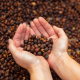 why yemeni coffee is among the oldest and most unique in the world