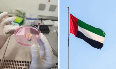 uae cancer therapy tils program