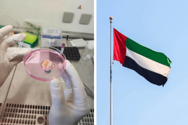 uae cancer therapy tils program