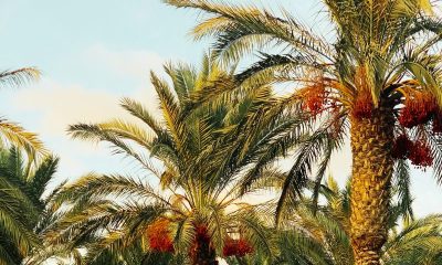 Why Dates Stand Strong: The Region’s Superfruit Guide