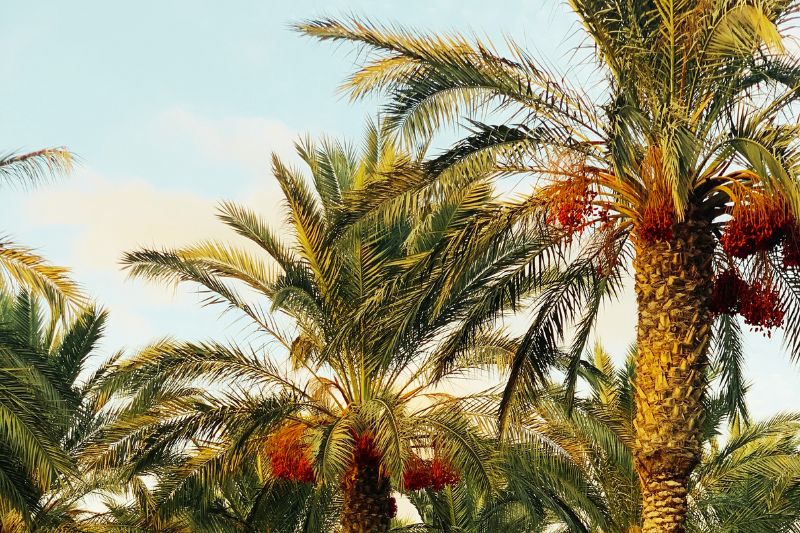 Why Dates Stand Strong: The Region’s Superfruit Guide