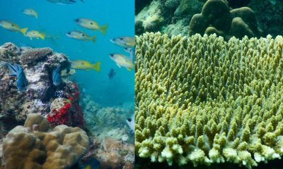 Red Sea Project: Citizen Science & Marine Conservation