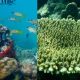 Red Sea Project: Citizen Science & Marine Conservation