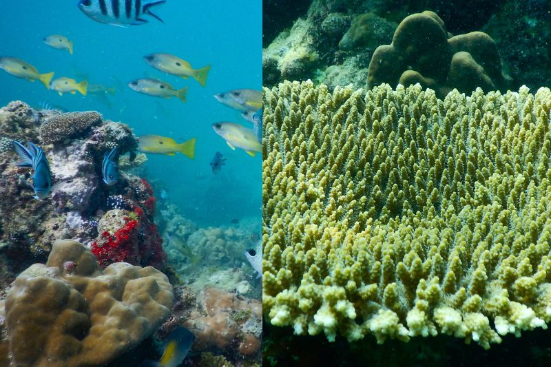 Red Sea Project: Citizen Science & Marine Conservation