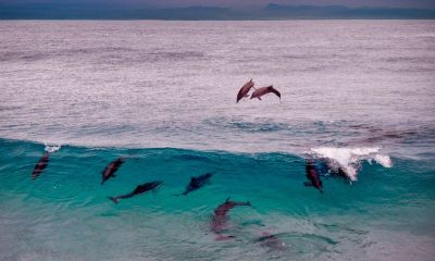 Muscat dolphin watching guide