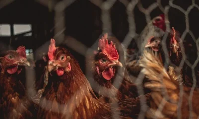 UAE chicken prices drop