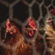 UAE chicken prices drop