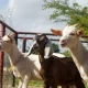 Book Qurbani Online UAE