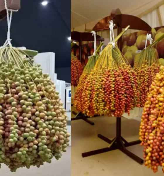 dubai dates festival 2026