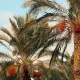 UAE Fresh Dates Guide
