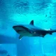 Bee'ah App whale shark tours Qatar