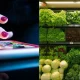 grocery delivery apps
